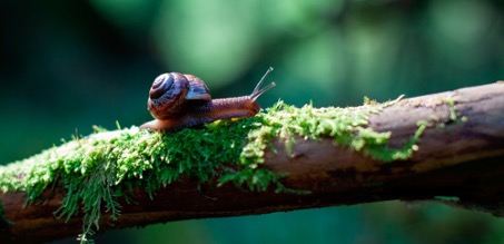 Escargot rampant sur une branche