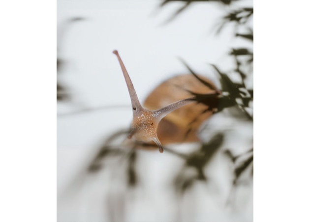 Biomimicry: When Cosmetics Take Inspiration from Nature